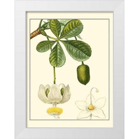 Turpin Tropicals II White Modern Wood Framed Art Print by Turpin