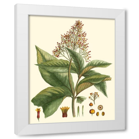 Crimson Botanical III White Modern Wood Framed Art Print by Hierseman