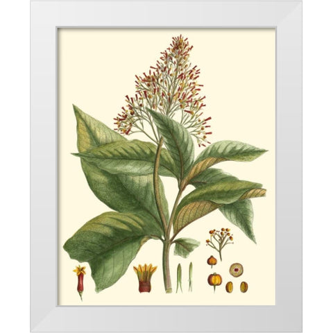 Crimson Botanical III White Modern Wood Framed Art Print by Hierseman