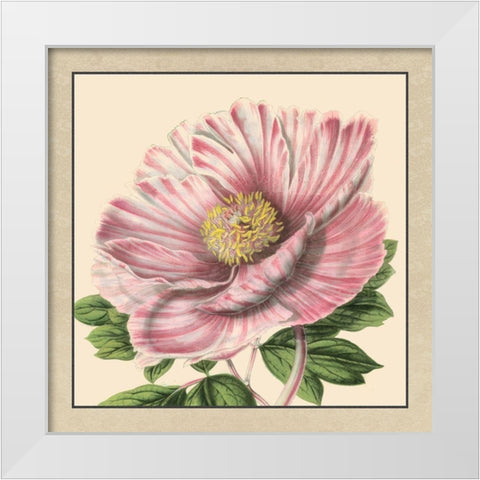 Small Peony Collection II White Modern Wood Framed Art Print by Vision Studio