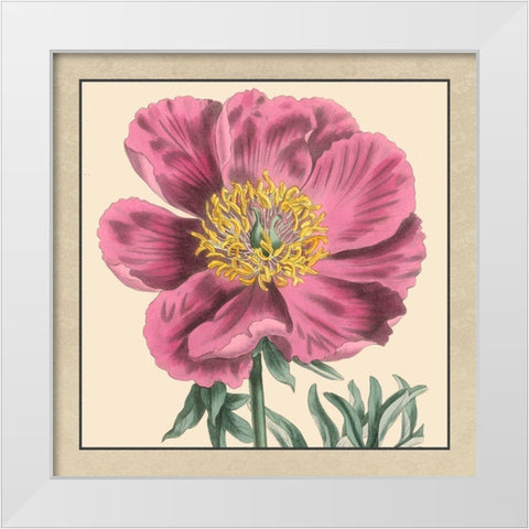 Small Peony Collection III White Modern Wood Framed Art Print by Vision Studio