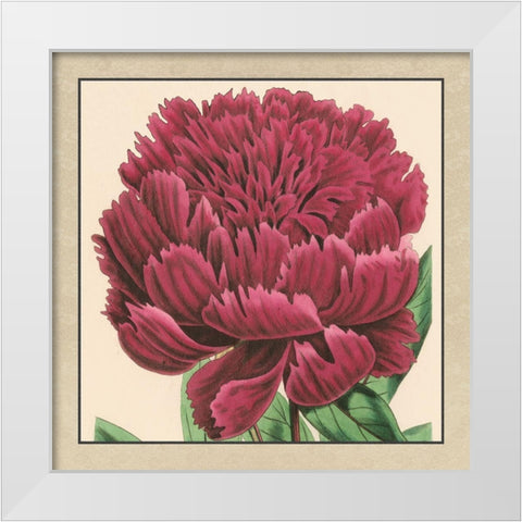 Small Peony Collection V White Modern Wood Framed Art Print by Vision Studio