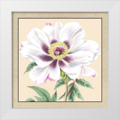 Small Peony Collection VI White Modern Wood Framed Art Print by Vision Studio