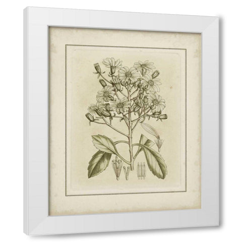 Small Tinted Botanical I White Modern Wood Framed Art Print by Curtis