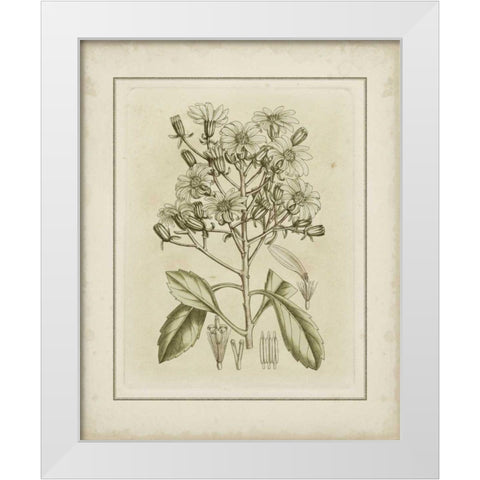 Small Tinted Botanical I White Modern Wood Framed Art Print by Curtis