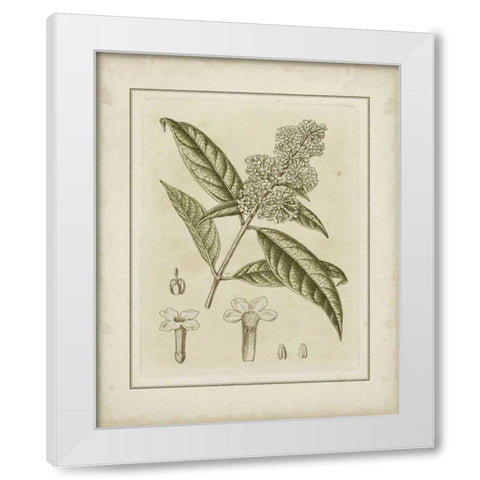 Small Tinted Botanical II White Modern Wood Framed Art Print by Curtis
