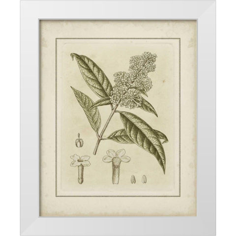 Small Tinted Botanical II White Modern Wood Framed Art Print by Curtis