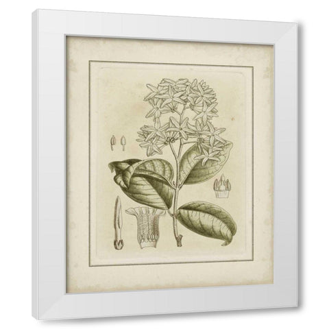 Small Tinted Botanical III White Modern Wood Framed Art Print by Curtis