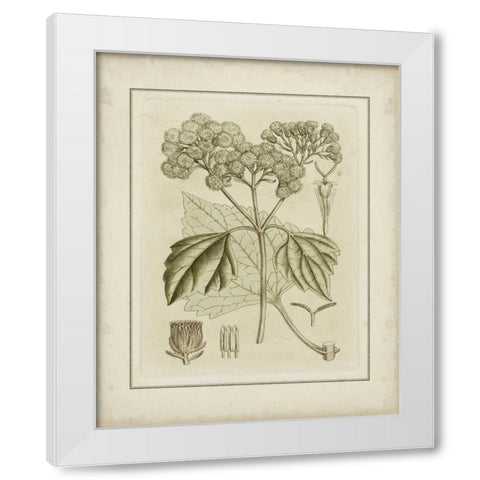 Small Tinted Botanical IV White Modern Wood Framed Art Print by Curtis