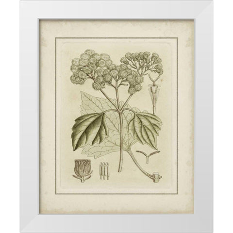 Small Tinted Botanical IV White Modern Wood Framed Art Print by Curtis
