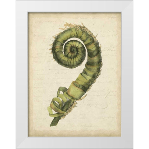 Small Fiddlehead Ferns II White Modern Wood Framed Art Print by Goldberger, Jennifer