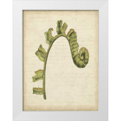 Small Fiddlehead Ferns III White Modern Wood Framed Art Print by Goldberger, Jennifer