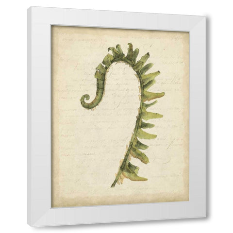 Small Fiddlehead Ferns IV White Modern Wood Framed Art Print by Goldberger, Jennifer