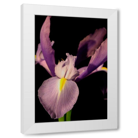 Small Sweet Iris I White Modern Wood Framed Art Print by Stramel, Renee W.