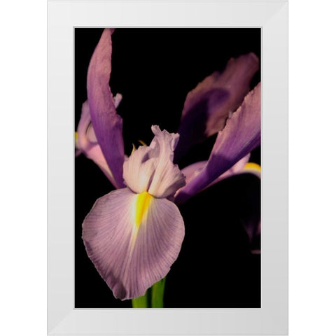 Small Sweet Iris I White Modern Wood Framed Art Print by Stramel, Renee W.