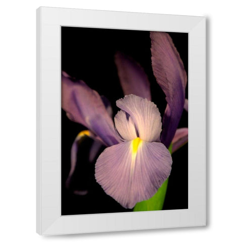 Small Sweet Iris II White Modern Wood Framed Art Print by Stramel, Renee W.