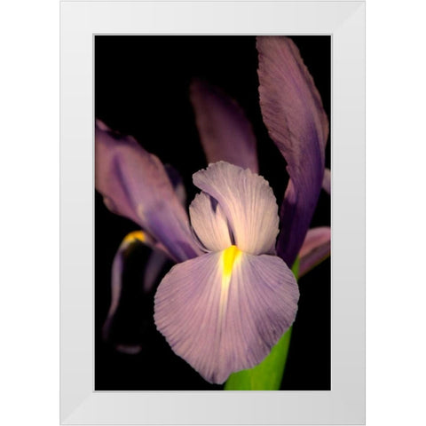 Small Sweet Iris II White Modern Wood Framed Art Print by Stramel, Renee W.
