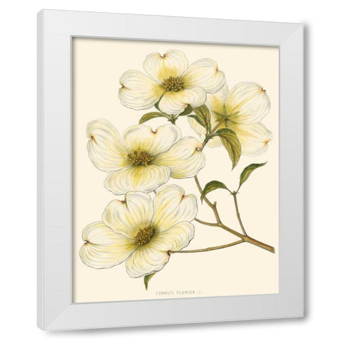 Dogwood White Modern Wood Framed Art Print by Silva, John