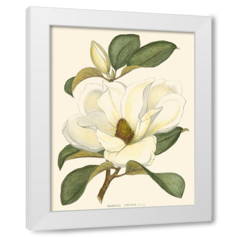 Magnolia White Modern Wood Framed Art Print by Silva, John