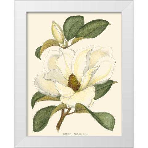Magnolia White Modern Wood Framed Art Print by Silva, John