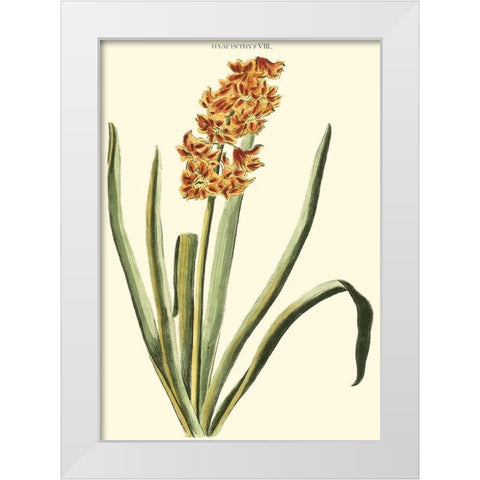 Antique Hyacinth VIII White Modern Wood Framed Art Print by Trew, Christopher J.