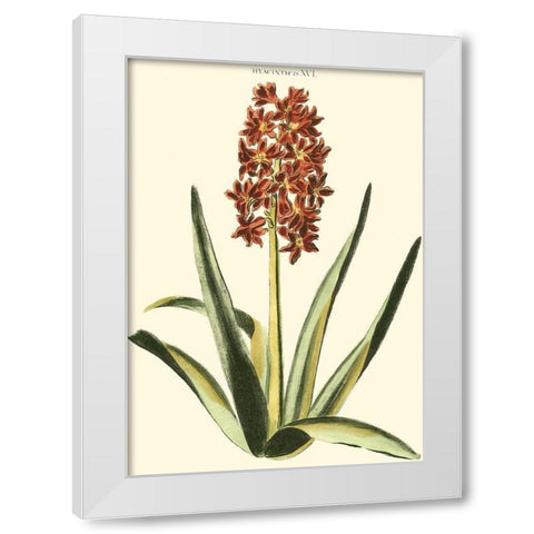 Antique Hyacinth XVI White Modern Wood Framed Art Print by Trew, Christopher J.