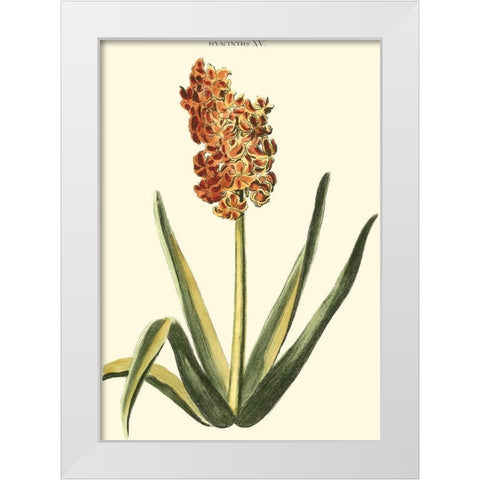 Antique Hyacinth XV White Modern Wood Framed Art Print by Trew, Christopher J.
