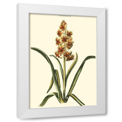 Antique Hyacinth IX White Modern Wood Framed Art Print by Trew, Christopher J.