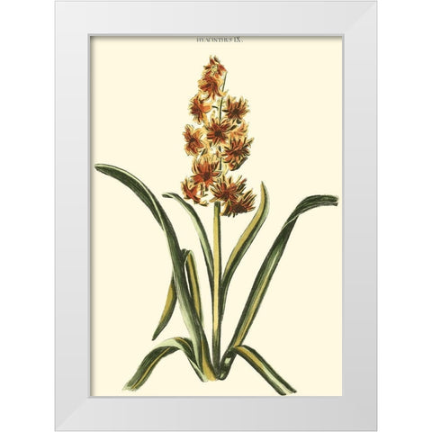 Antique Hyacinth IX White Modern Wood Framed Art Print by Trew, Christopher J.