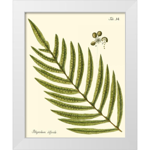 Small Antique Fern I White Modern Wood Framed Art Print by Vision Studio