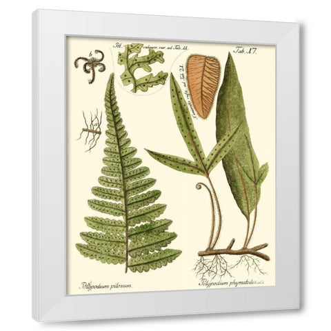 Small Antique Fern IV White Modern Wood Framed Art Print by Vision Studio