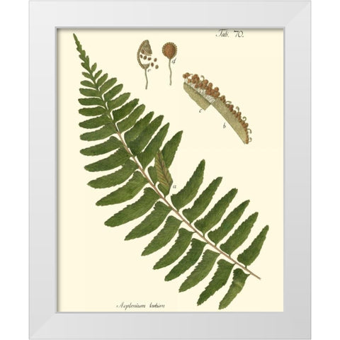 Small Antique Fern V White Modern Wood Framed Art Print by Vision Studio