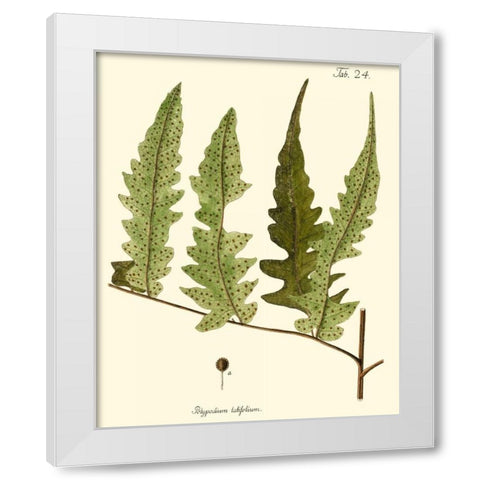 Small Antique Fern VII White Modern Wood Framed Art Print by Vision Studio