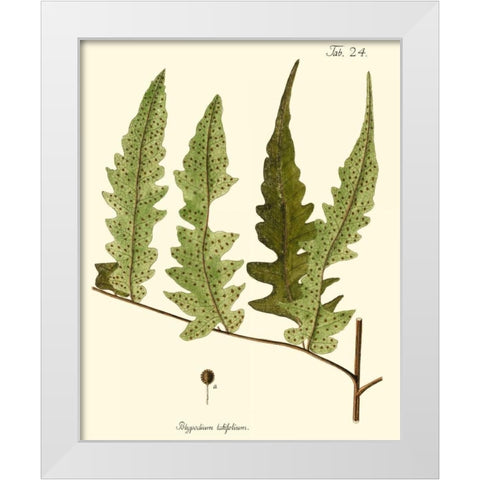 Small Antique Fern VII White Modern Wood Framed Art Print by Vision Studio