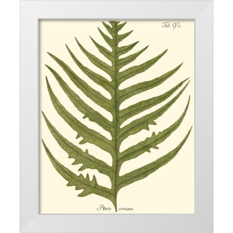 Small Antique Fern VIII White Modern Wood Framed Art Print by Vision Studio