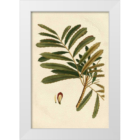 Small Seasonal Foliage II White Modern Wood Framed Art Print by Vision Studio