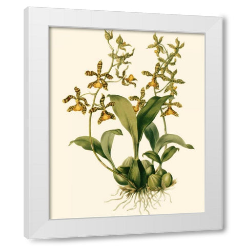 Orchid Array II White Modern Wood Framed Art Print by Drake