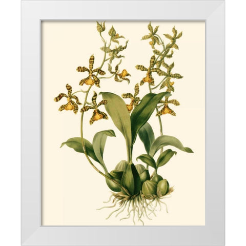 Orchid Array II White Modern Wood Framed Art Print by Drake