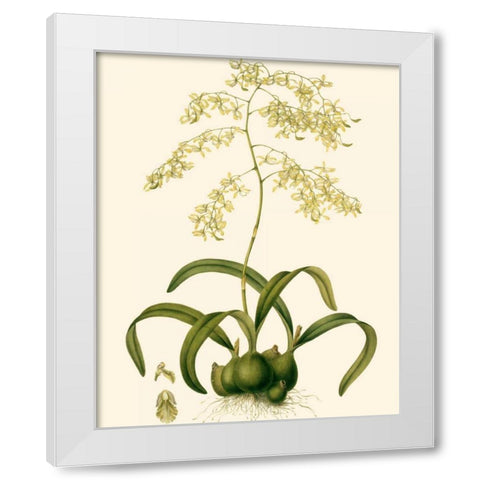 Orchid Array III White Modern Wood Framed Art Print by Drake