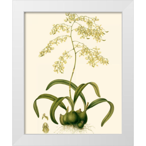 Orchid Array III White Modern Wood Framed Art Print by Drake