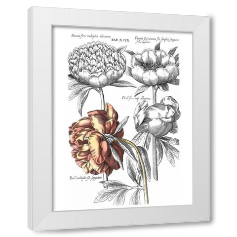 Tinted Floral I White Modern Wood Framed Art Print by Besler, Basilius
