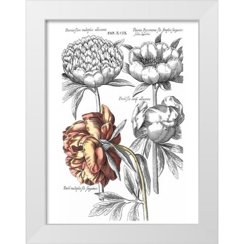 Tinted Floral I White Modern Wood Framed Art Print by Besler, Basilius