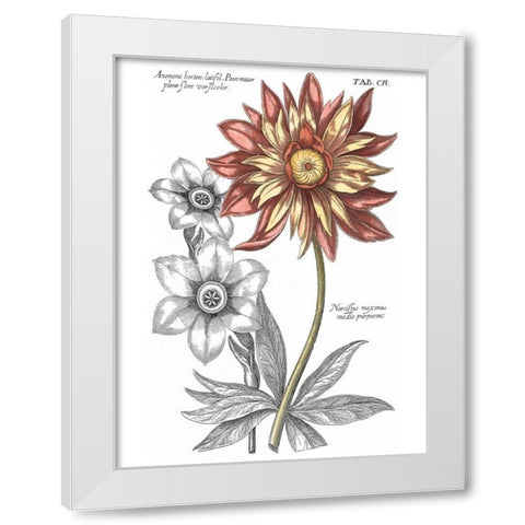 Tinted Floral III White Modern Wood Framed Art Print by Besler, Basilius