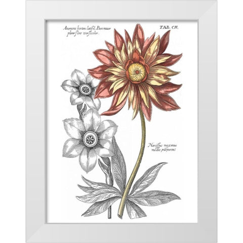 Tinted Floral III White Modern Wood Framed Art Print by Besler, Basilius