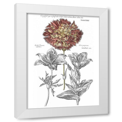 Tinted Floral IV White Modern Wood Framed Art Print by Besler, Basilius