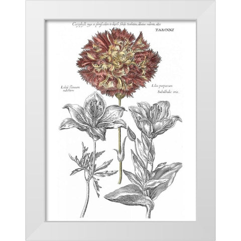 Tinted Floral IV White Modern Wood Framed Art Print by Besler, Basilius