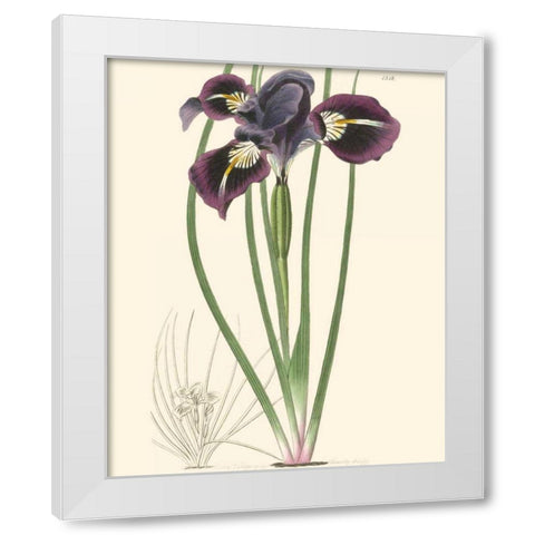 Elegant Iris II White Modern Wood Framed Art Print by Curtis