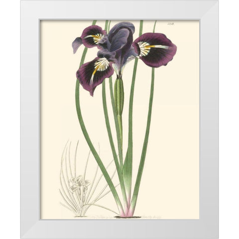 Elegant Iris II White Modern Wood Framed Art Print by Curtis