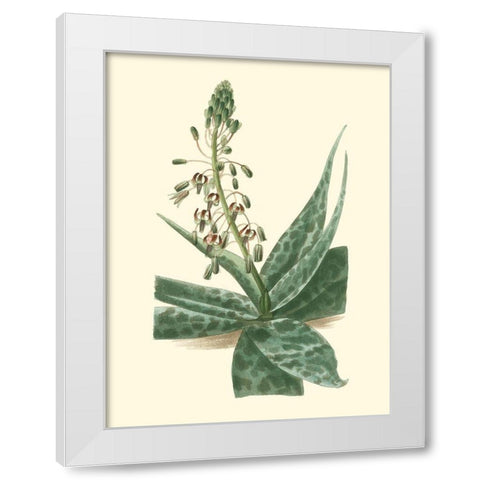 Tropical Fancy I White Modern Wood Framed Art Print by Edmonston-Douglas