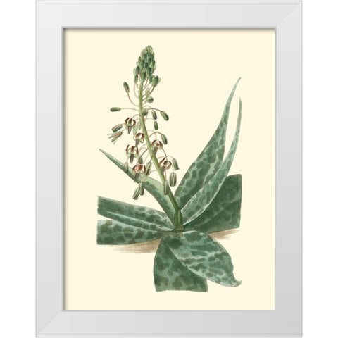 Tropical Fancy I White Modern Wood Framed Art Print by Edmonston-Douglas